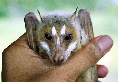 オオコウモリは 空飛ぶキツネ ｆｌｙｉｎｇ ｆｏｘ ロンドン生活から沖縄生活へ マミーのひとりごと