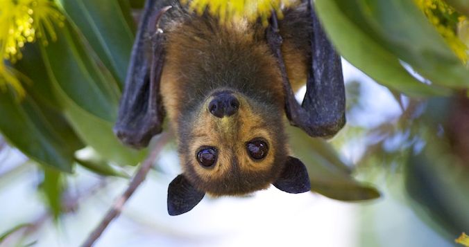 オオコウモリは 空飛ぶキツネ ｆｌｙｉｎｇ ｆｏｘ ロンドン生活から沖縄生活へ マミーのひとりごと